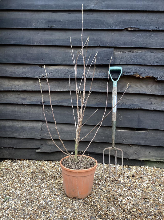 Magnolia Stellata - 115-120cm - 10lt