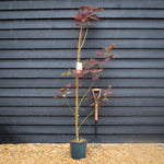 Albizia Julibrissin Evey's Pride | Silk Tree - Height 170-180cm - 12lt