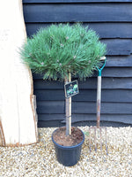 Pinus Nigra 'Brepo' | Dwarf Austrian Pine - Clear Stem 70cm - Height 120cm Head 60-70cm - 18-25lt