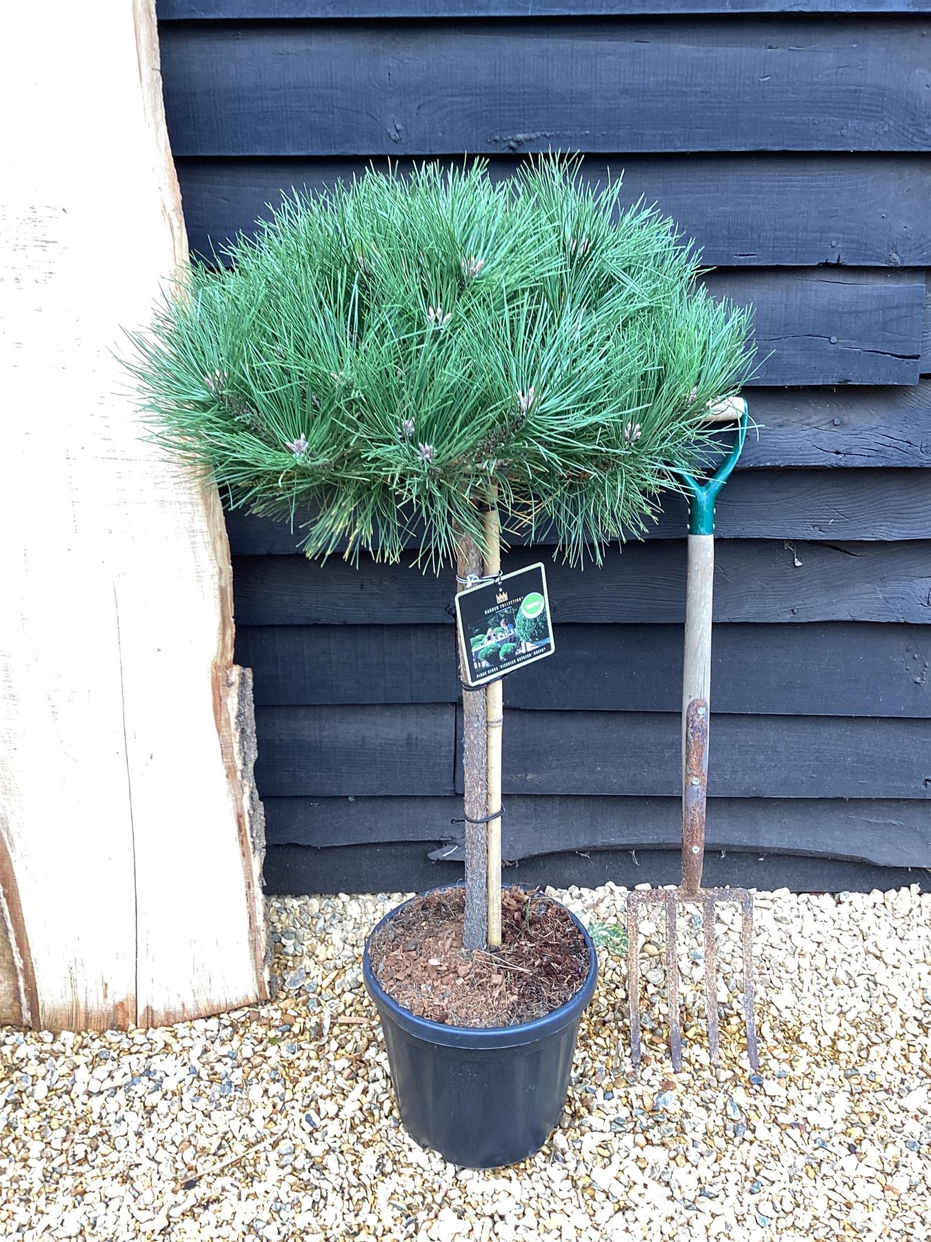 Pinus Nigra 'Brepo' | Dwarf Austrian Pine - Clear Stem 70cm - Height 120cm Head 60-70cm - 18-25lt