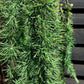 Larix kaempferi 'Stiff Weeper' - Stem - 140-150cm, 20lt