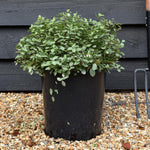 Pittosporum tenuifolium 'Silver Ball' - 40-50cm - 12lt