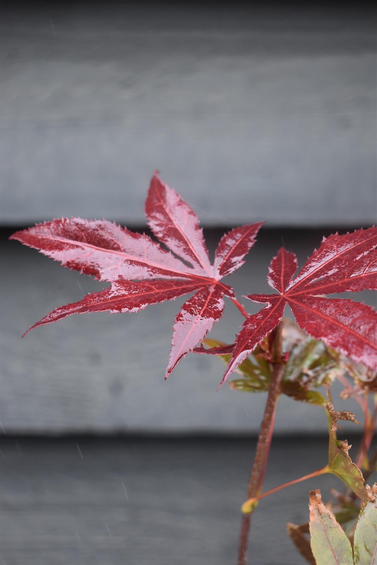Acer palmatum 'Atropurpureum' | Red Leaf Japanese maple - Height 30-50cm - 3lt