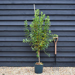 Amelanchier canadensis ' October Flame' - Height 130-150cm - 12lt