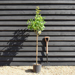 Rose - Lemon Yellow - Stem 80cm - Height 110-120cm - 10lt
