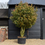 Photinia x fraseri Red Robin - Multistem - Height 220-250cm - 150lt