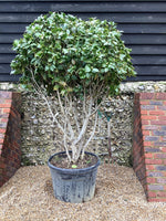 Camellia Japonica 'Fungo' | Japanese Camellia - 400cm -180lt