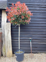 Photinia Red Robin | Christmas berry 'Red Robin' 1/2 std Clear Stem - 240-260cm, 45lt