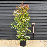 Photinia fraseri Red Robin - Bush - Height 150-200 - 18lt