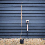 Wisteria x valderi 'Eranthema - Cane - Height 150-200cm - 3lt