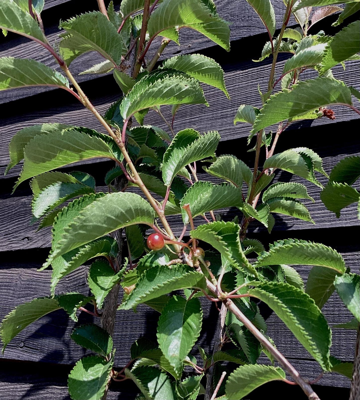 Prunus Pandora | Cherry 'Pandora' - 200-250cm, 10lt