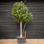 Camellia Japonica | Japanese Camellia (Pink) - Multistem - Height 300-400cm -150-180lt