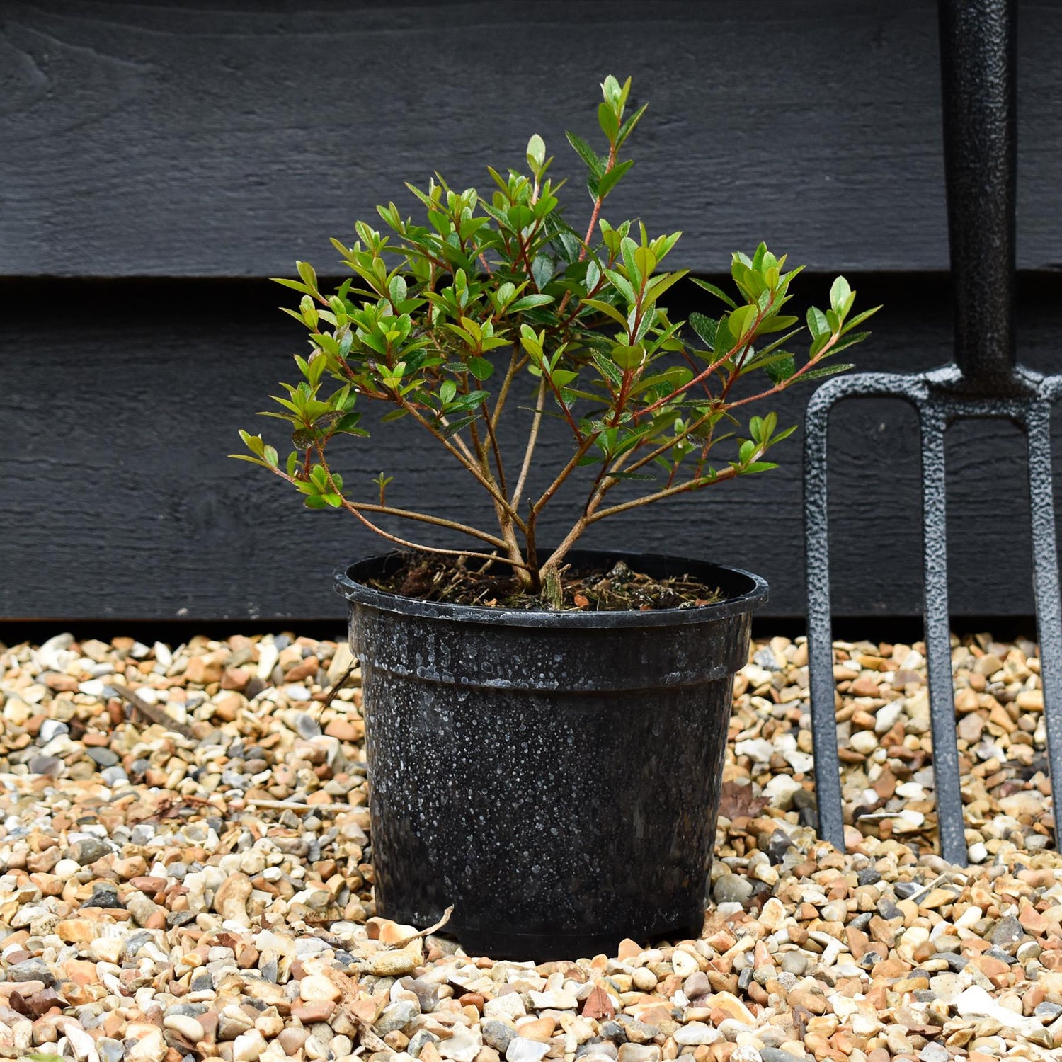 Azalea Japonica 'Amoena' - Height 18-25cm - Bushy - 2lt