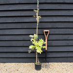 Wisteria brachybotrys 'Iko yama Fuji' | Chinese Wisteria Light Violet - Cane - Height 150-170cm - 3lt
