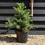 Pinus parviflora 'Negishi' - Height 60-70cm - 12lt