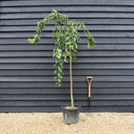 Japanese Weeping cherry Sakura | Prunus 'Kiku-shidare-zakura' - Height 220-280cm - Girth 10-12m - 40lt