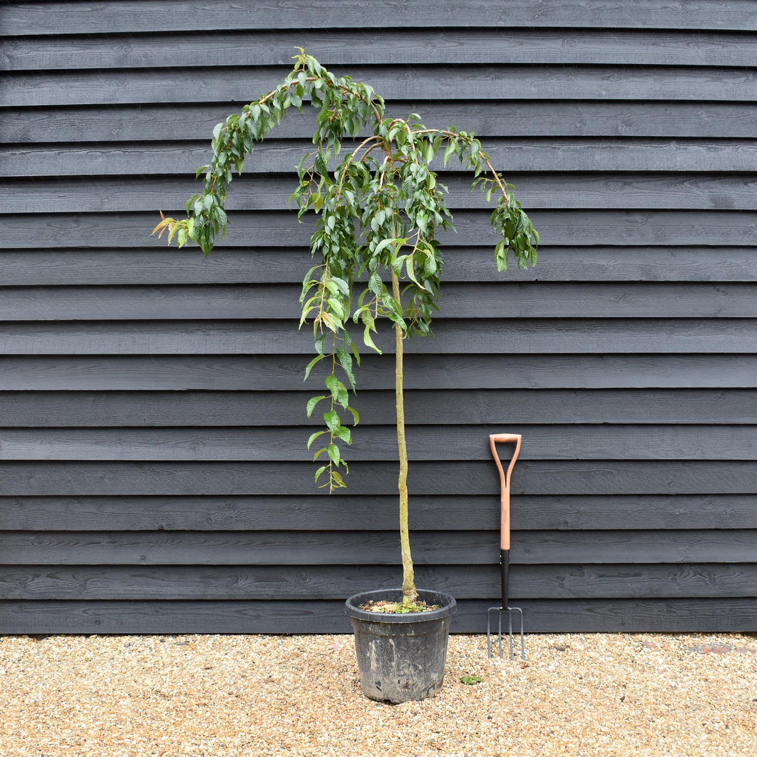 Japanese Weeping cherry Sakura | Prunus 'Kiku-shidare-zakura' - Height 220-280cm - Girth 6-8m - 40lt
