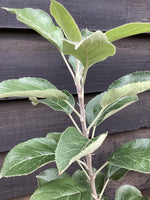 Apple tree 'Egremont Russet' | Malus domestica - M26 - Semi-Dwarfing - 120-140cm - 12lt