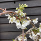 Prunus subhirtella Pendula 1/2 Standard | Single Pink Weeping Cherry - Girth 10-12cm - 25lt