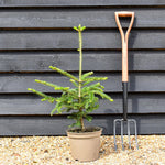 Fraser fir | Abies fraseri - Height 40-50cm - Pot Grown - 5lt