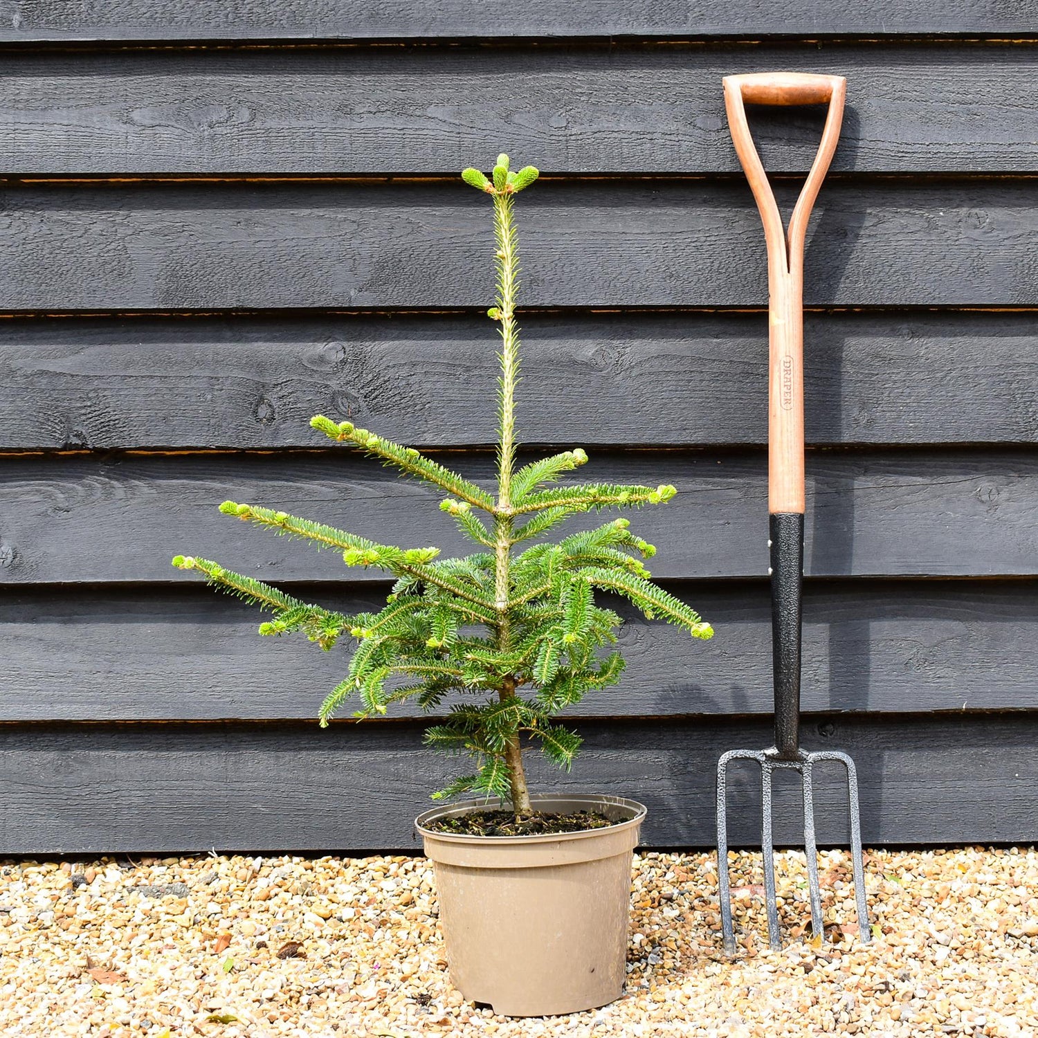 Fraser fir | Abies fraseri - Height 40-50cm - Pot Grown - 5lt