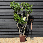 Fig - Ficus carica 'Panache' - Frame - Height 130-140cm - 15lt