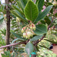 Arbutus unedo | Strawberry Tree - 150-180cm, 10lt