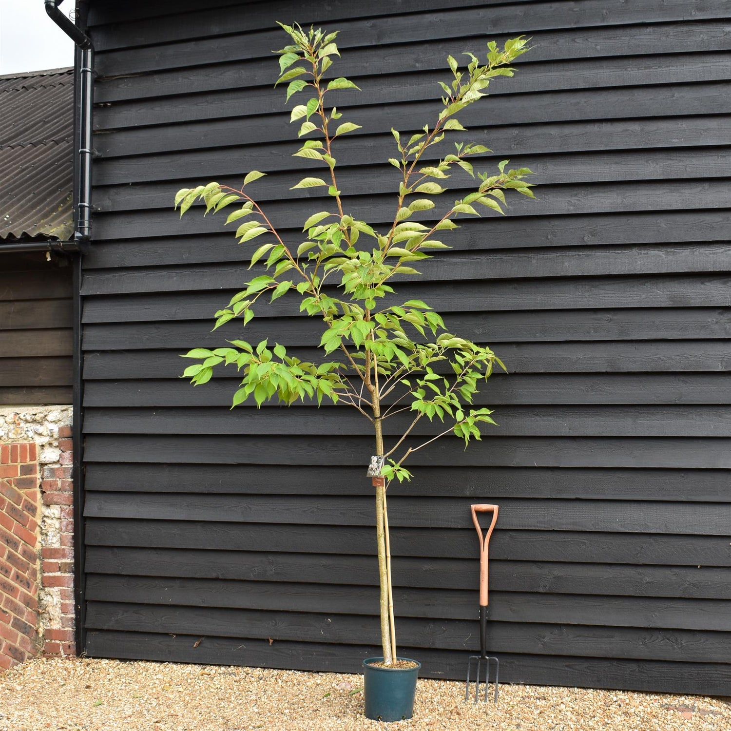 Prunus Shirotae | Cherry 'Shirotae' - 200-250cm, 10lt