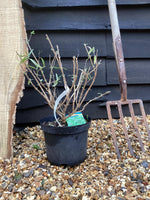 Caryopteris clandonensis (Bluebeard) 'Kew Blue' | Bluebeard Kew Blue - 20-30cm, 5lt
