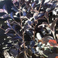 Loropetalum Fede | Chinese Fringe Flower - 90-120cm - 25lt