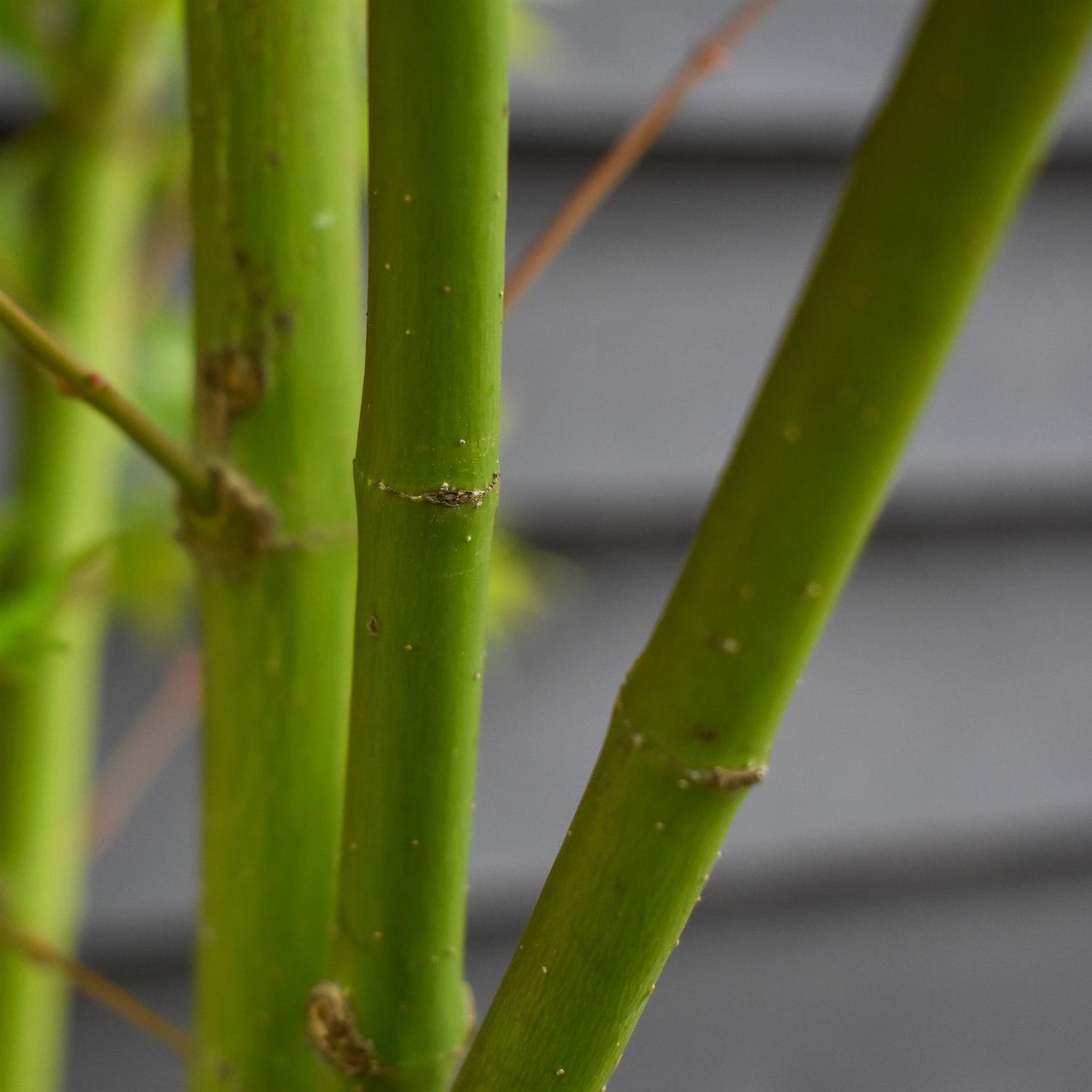 Japanese maple 'Going Green' | Acer palmatum - Bushy - Height 150-180cm - 20-25lt