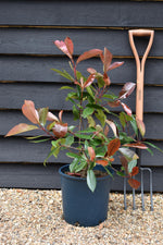 Photinia 'Red Robin' - 45-65cm - 12lt