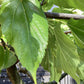 Morus Alba | White Mulberry - Pleached Parasol - Girth 16-18cm - 230cm  - 150lt