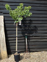 Cherry tree 'Burlat' | Prunus avium 'Bigarreau Burlat' - 100-120cm - 10lt