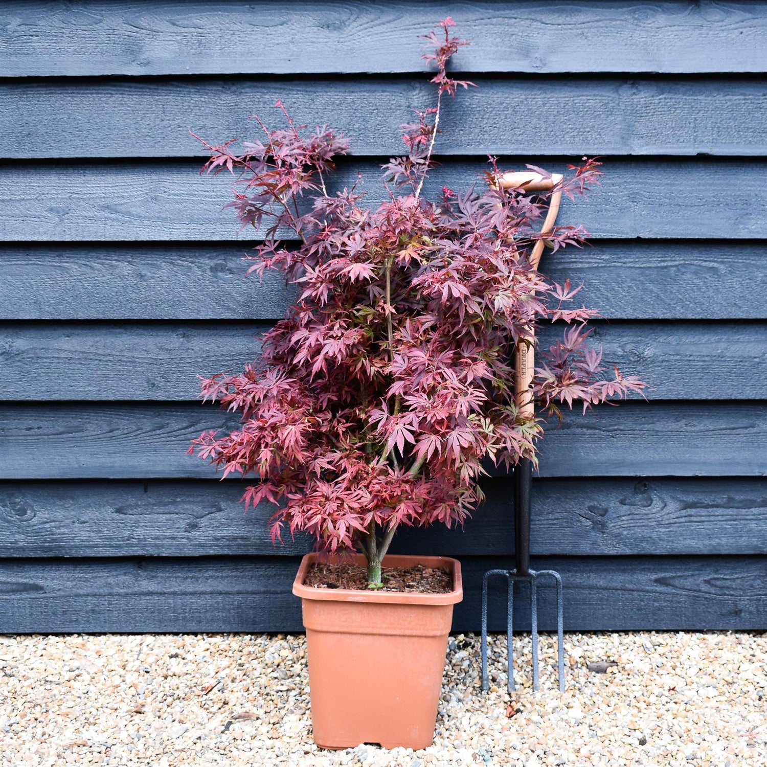 Japanese maple 'Shaina' | Acer palmatum - Bushy - Height 100-130cm - 18-20lt