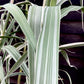 Arundo donax 'Variegata' | Variegated Giant Reed - 200-220cm, 70lt