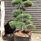 Pinus nigra nigra | European Black Pine - Bonsai Cloud - Height - 150-175cm - 285lt