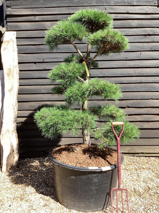 Pinus nigra nigra | European Black Pine - Bonsai Cloud - Height - 150-175cm - 285lt