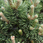 Pinus mugo 'Picobello' | Dwarf Mountain Pine - Height 20-30cm - Width 30cm - 10-12lt