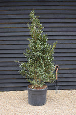 Camellia sasanqua - Bush - Large Shrub - White - Height 220-230cm - 110lt