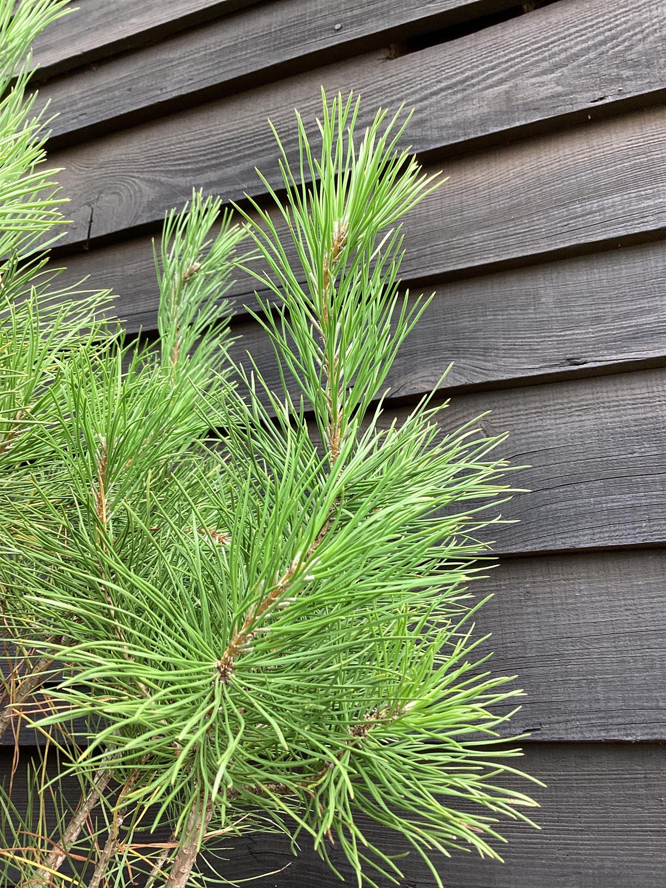 Pinus sylvestris 'Nana' - 70lt