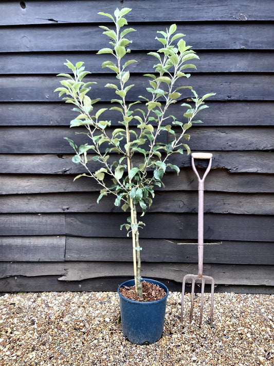 Apple tree 'Egremont Russet' | Malus domestica - M26 - Dwarfing - 120-140cm - 10lt