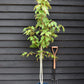 Acer davidii Viper | Snake Bark Maple - 120-150cm, 10lt