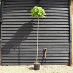 Indian bean tree | Catalpa Bungei - Girth 8-10cm - Clear Stem 200cm - Top Graft - Height 265-285cm - 20lt