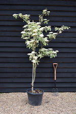 Cornus controversa 'Variegata' | Wedding Cake Tree - 250/260cm, 70lt