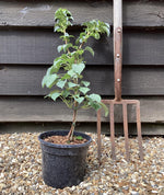 Hydrangea petiolaris | Climbing Hydrangea - 30-40cm - 3lt