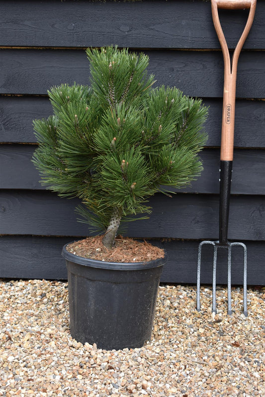 Pinus heldreichii 'Compact Gem' | Bosnian pine - Height 60cm - Width 40cm - 15lt