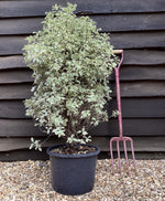 Pittosporum variegatum - 90-115cm - 20lt