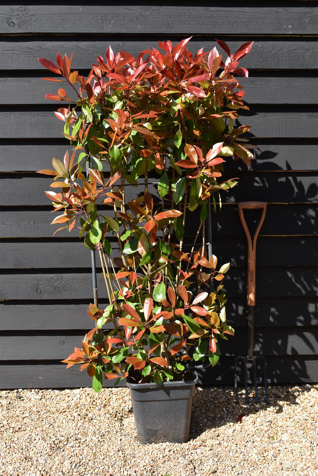Photinia Red Robin | Christmas berry 'Little Red Robin' - Frame - 140-150cm, 18lt