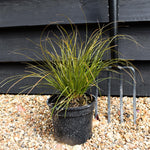 Carex testacea - Height 25-35cm - Grass - 2lt
